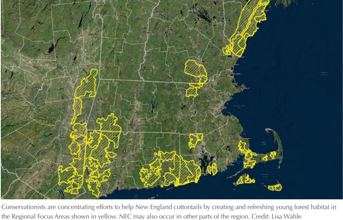 Restoration Resource Center USA: New England Cottontail Project