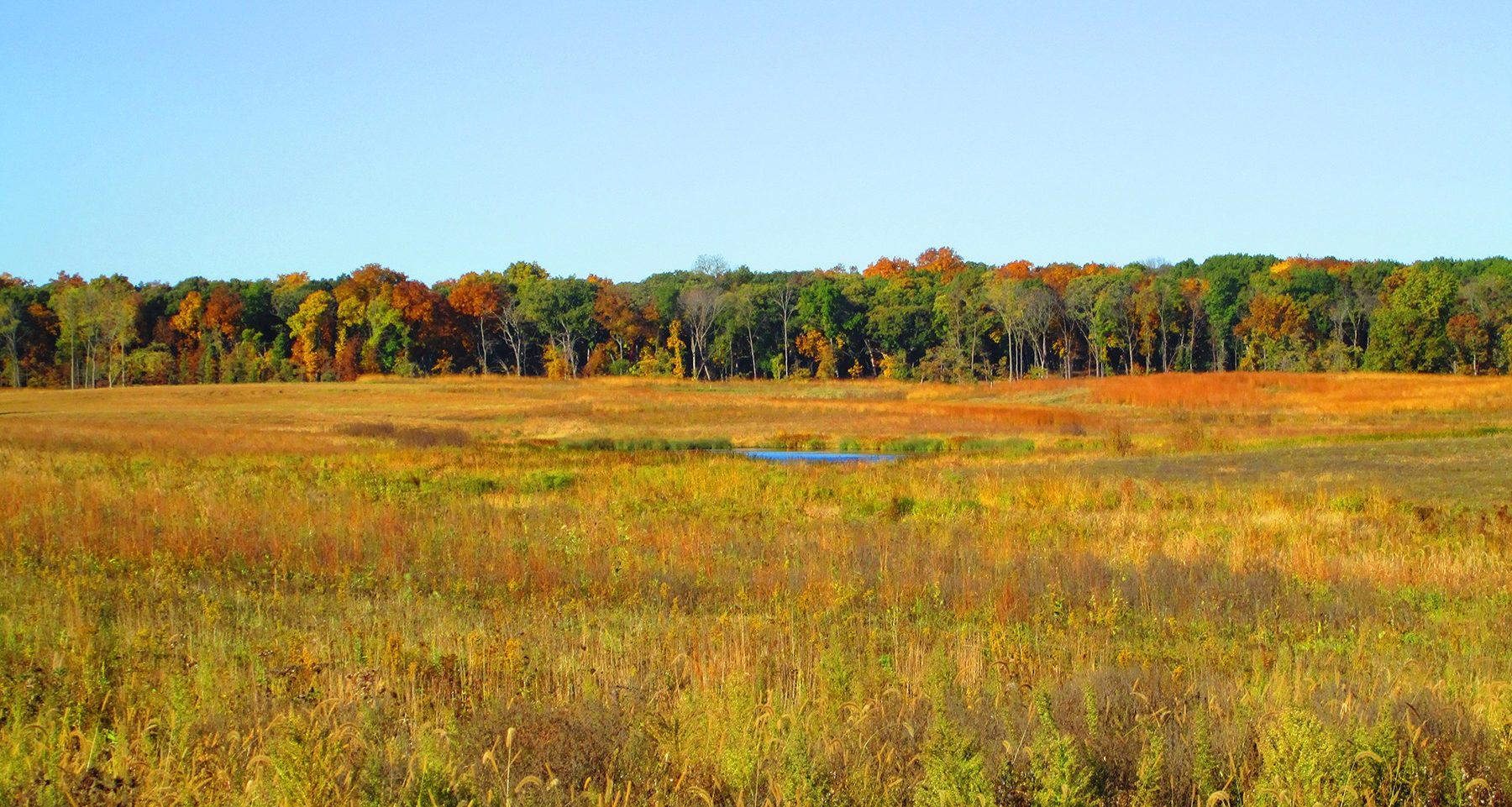 Restoration Resource Center USA: Illinois: Deer Grove Forest Preserve ...