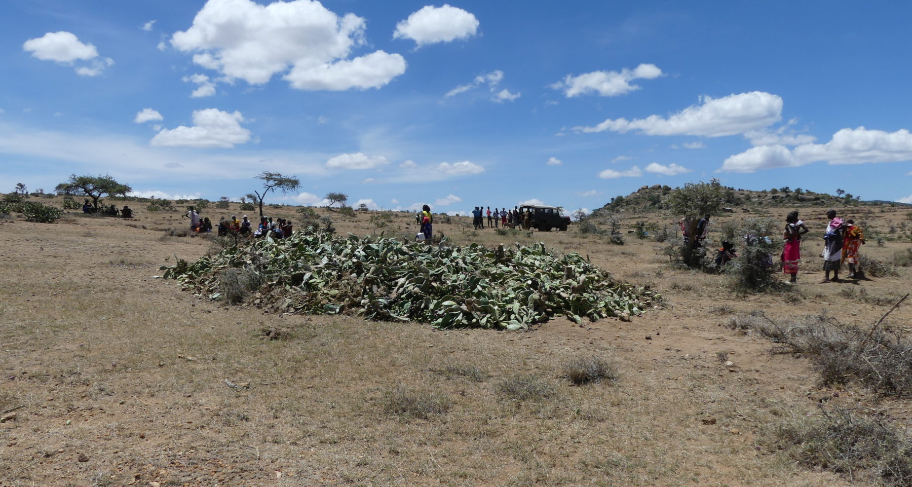 restoration-resource-center-rangeland-rehabilitation-through-invasive