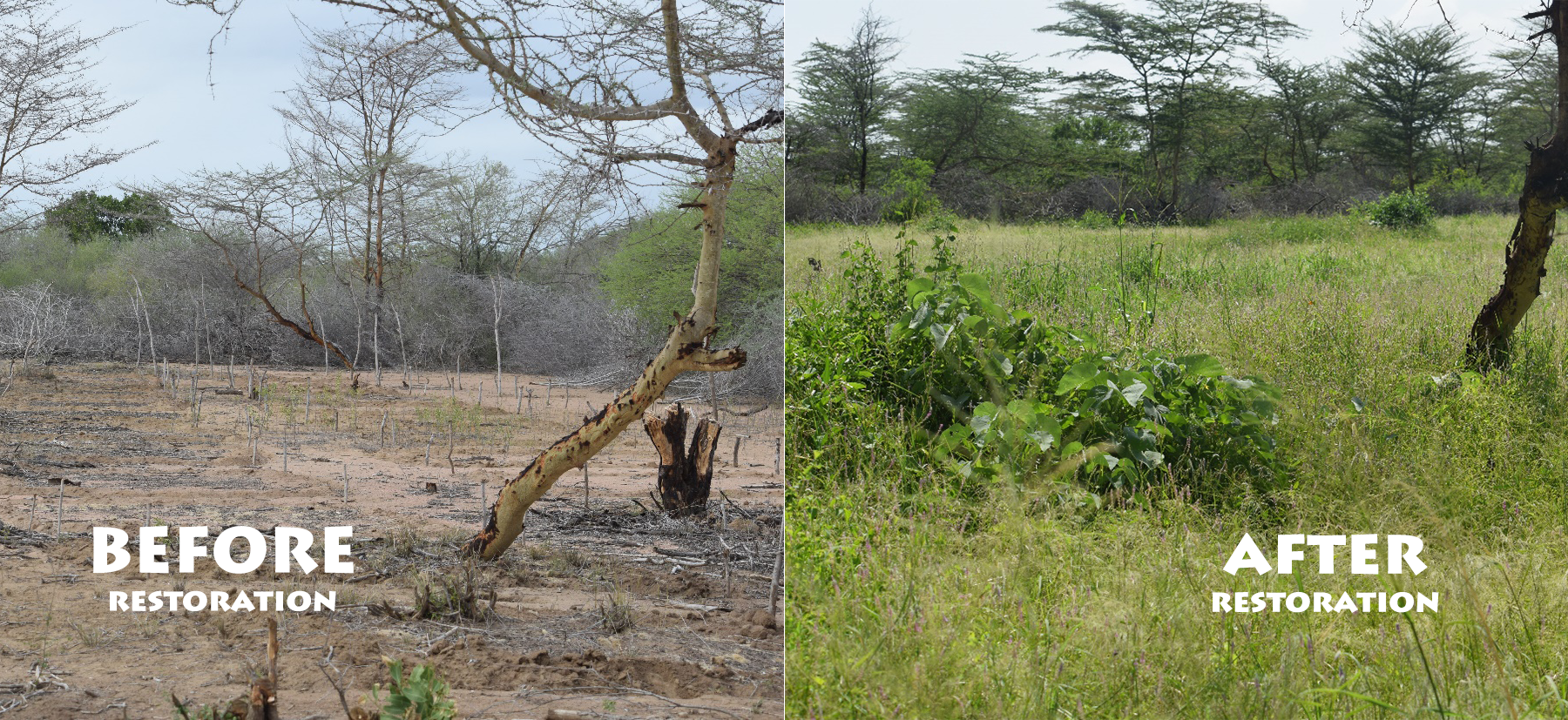 The World S Biggest Ecosystem Restoration Project Gre - vrogue.co