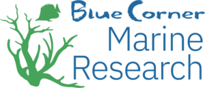 Blue Corner Marine Research, Blue Corner Dive, Lembongan Marine Association, KKP Nusa Penida Marine Park