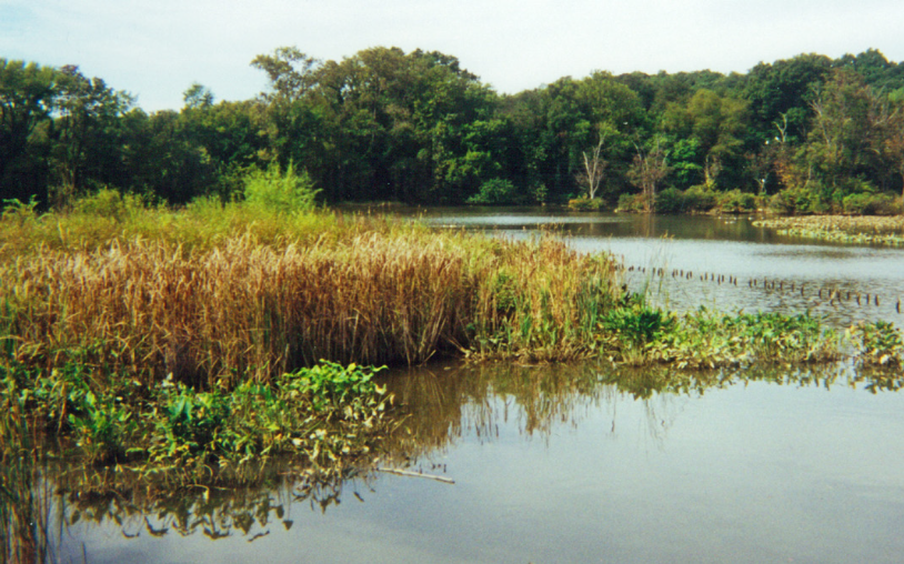 Restoration Resource Center Kenilworth Marsh Tidal Wetland Restoration ...