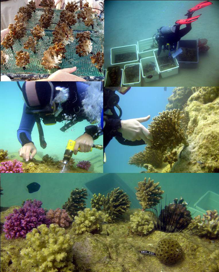 Restoration Resource Center Israel: Coral Reef Restoration In The Gulf ...