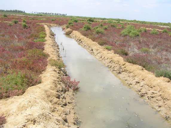 lake-restoration-work